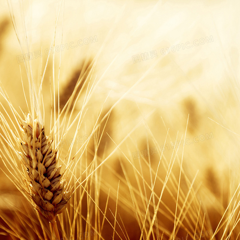 黄色秋季小麦背景