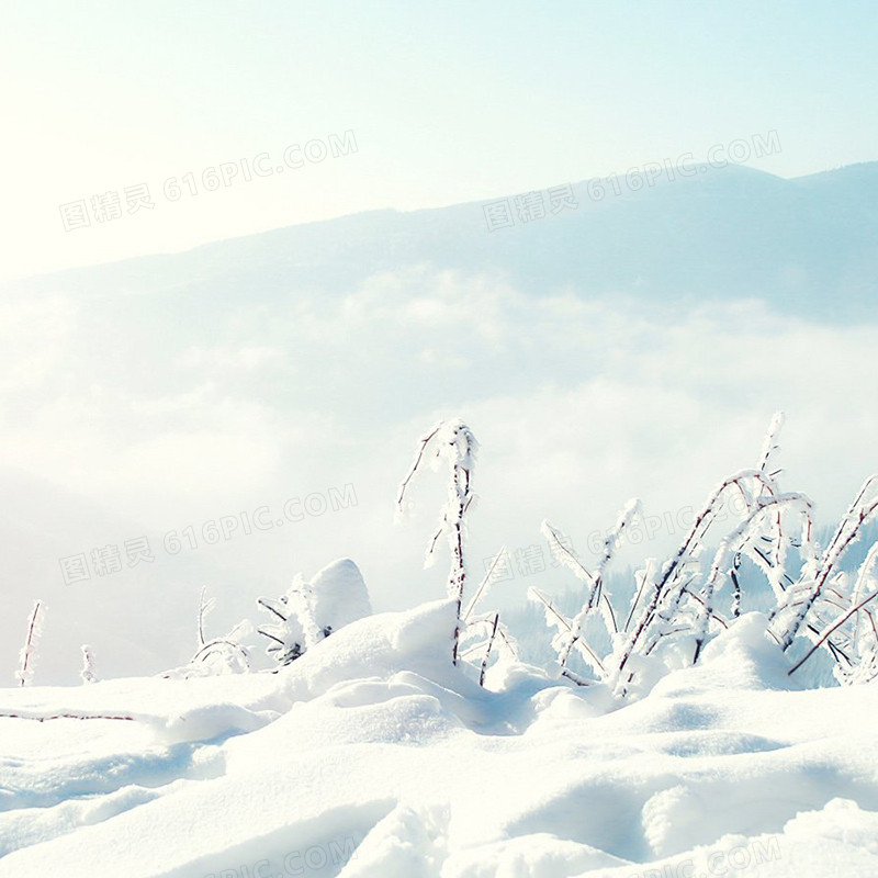 冰雪枝条背景
