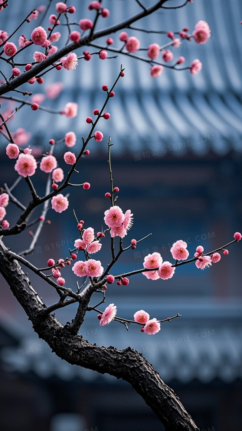 前景是一枝弯曲的老梅花枝