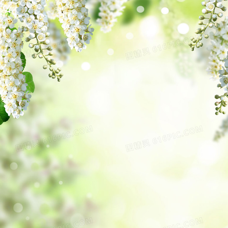 清新唯美白色花朵背景图