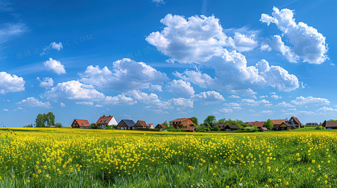 唯美清新春天油菜花田插画