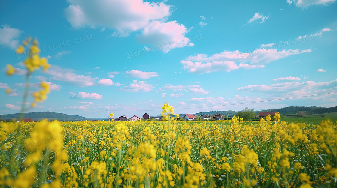 唯美清新春天油菜花田插画