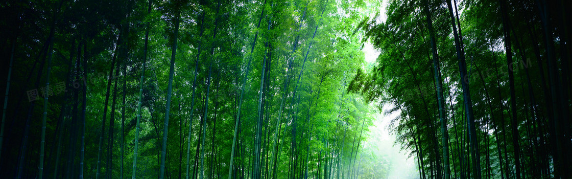 翠绿竹林背景