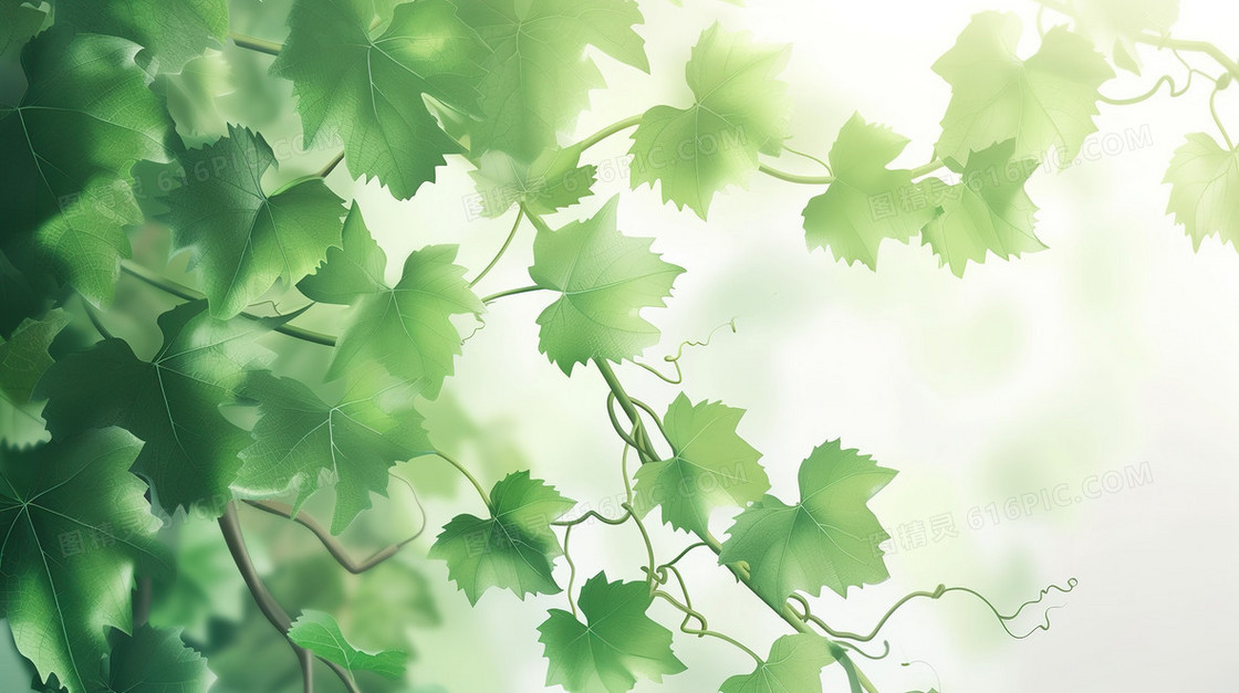 墙壁上的藤曼植物插画