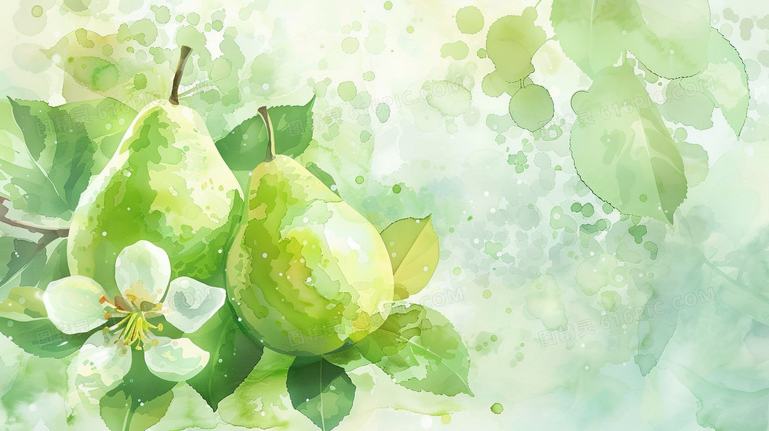 成熟的梨子和白色的梨花插画