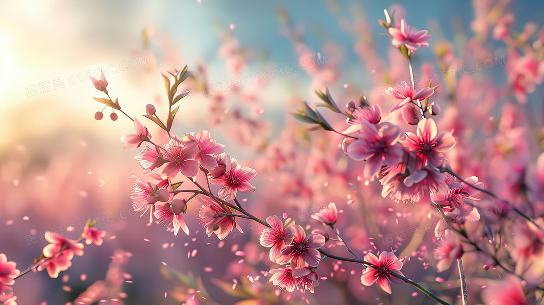 春分绽放的粉色樱花特写插画