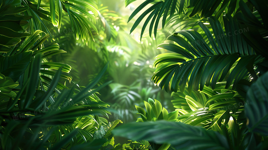 热带雨林的龟背竹背景