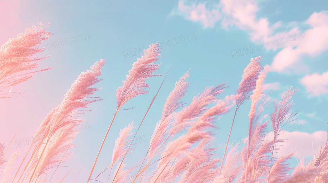 蓝粉色的天空下摇曳的粉红色芦苇插画