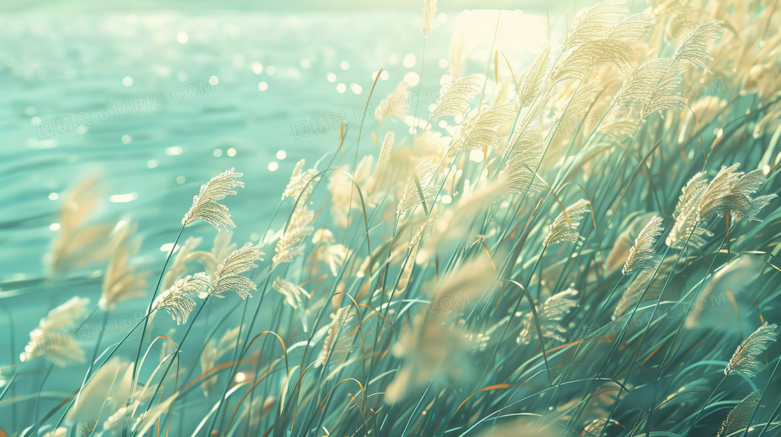 岸边的一片芦苇丛插画