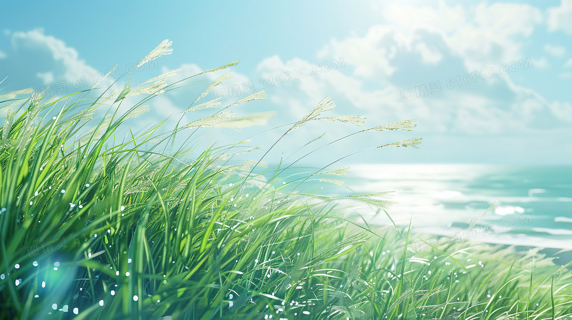 岸边的一片芦苇丛插画