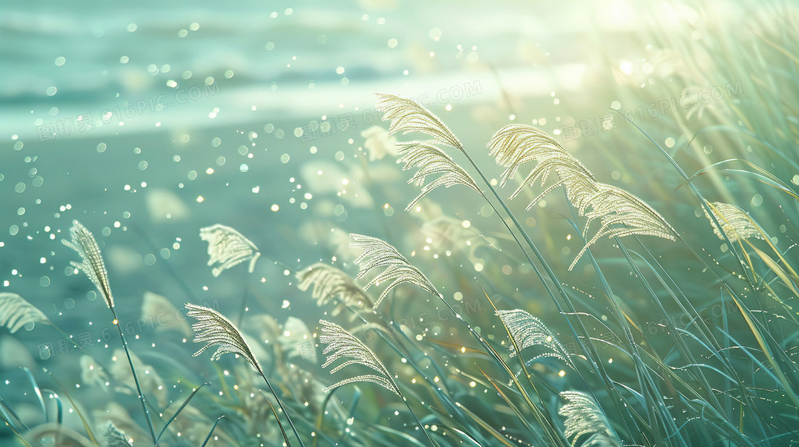 岸边的一片芦苇丛插画