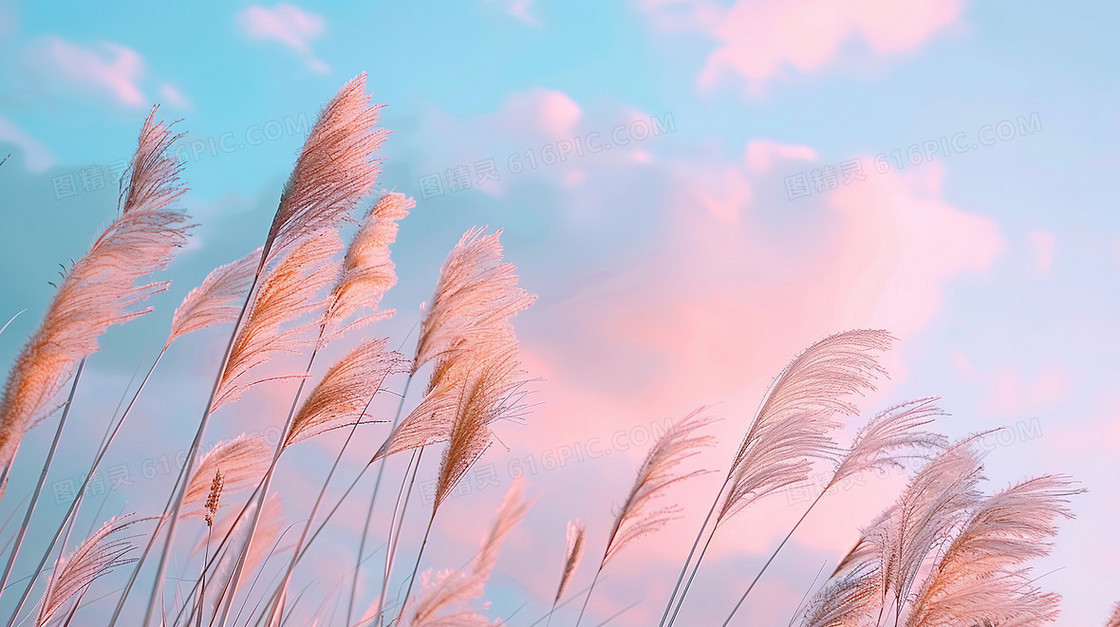 蓝粉色的天空下摇曳的粉红色芦苇插画