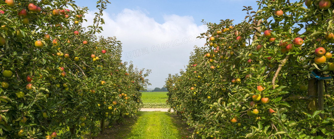 美丽的苹果树景色高清图片