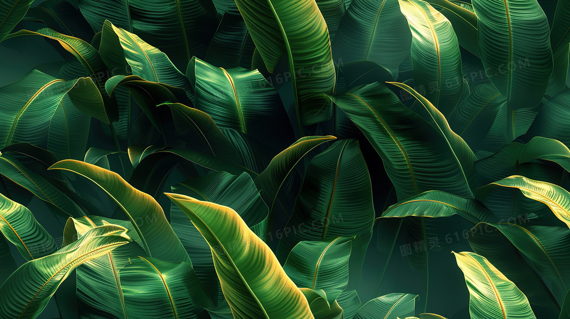 绿色植物叶子特写插画
