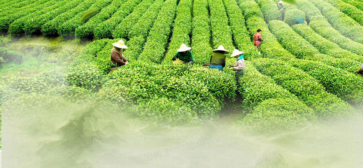 采茶背景