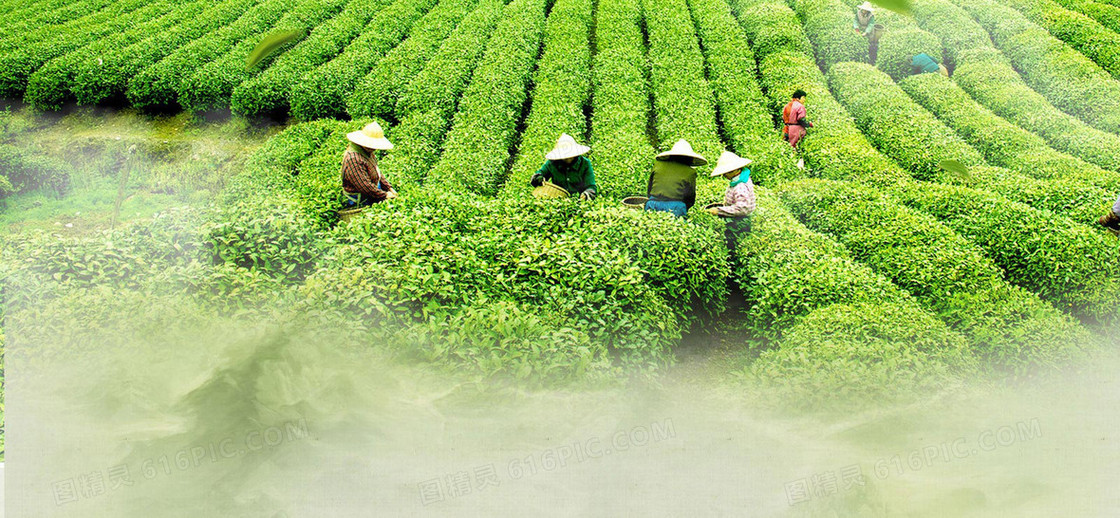 采茶背景装饰