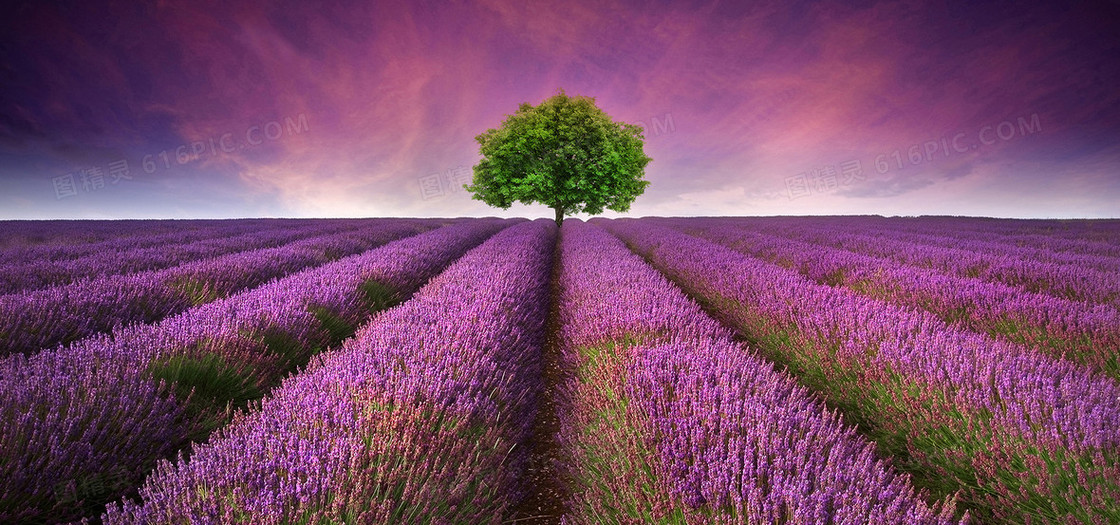 紫色浪漫薰衣草背景banner