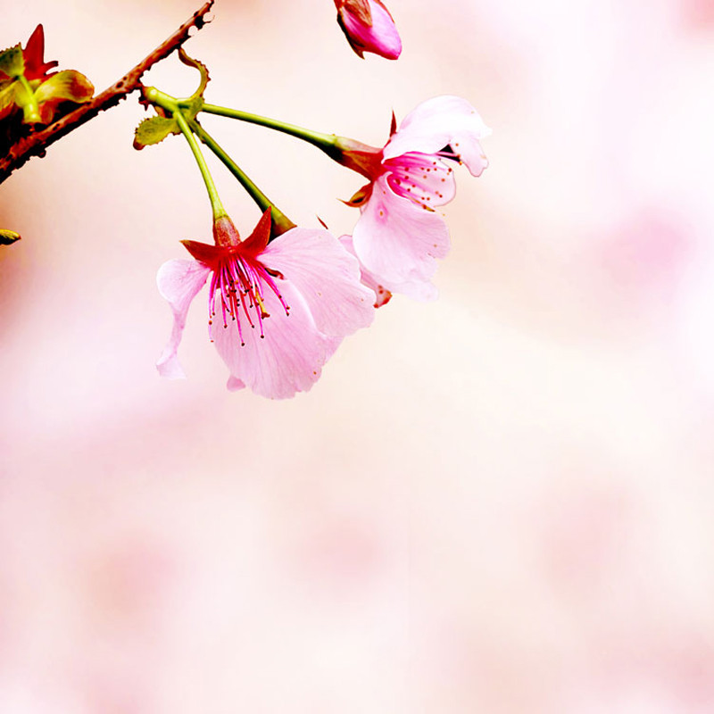 唯美清新花朵背景