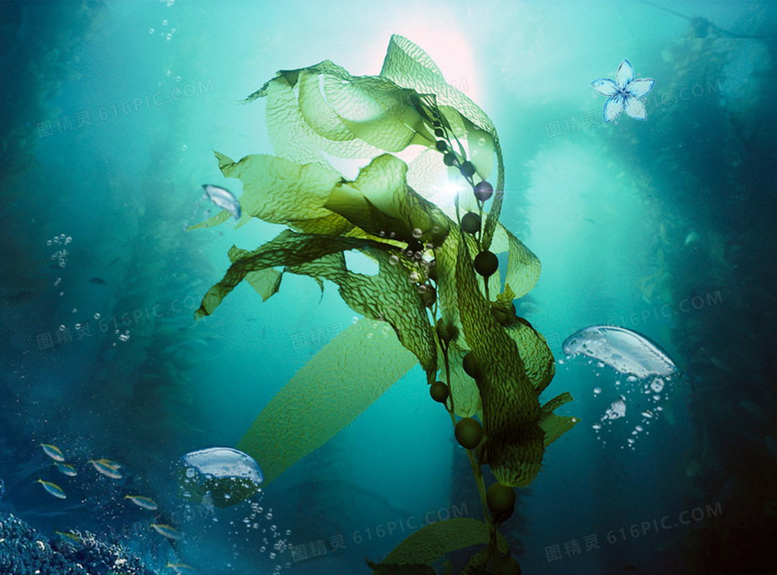 简约海洋海藻面膜促销海报背景素材