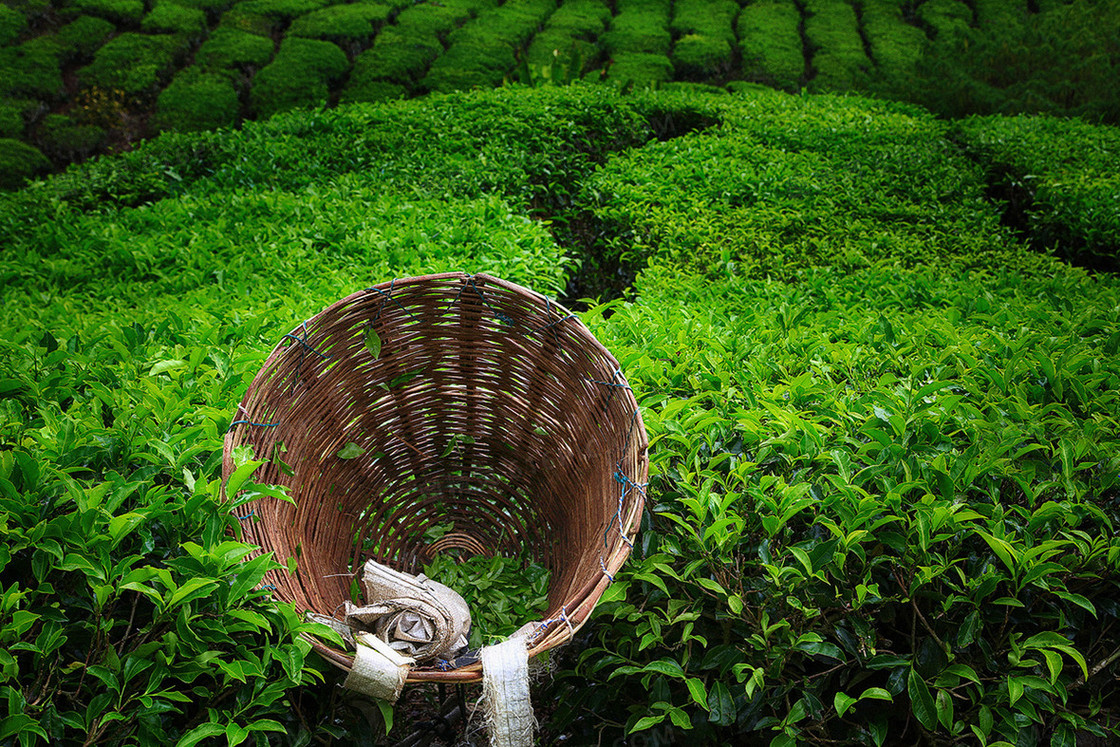 绿色茶山背景素材