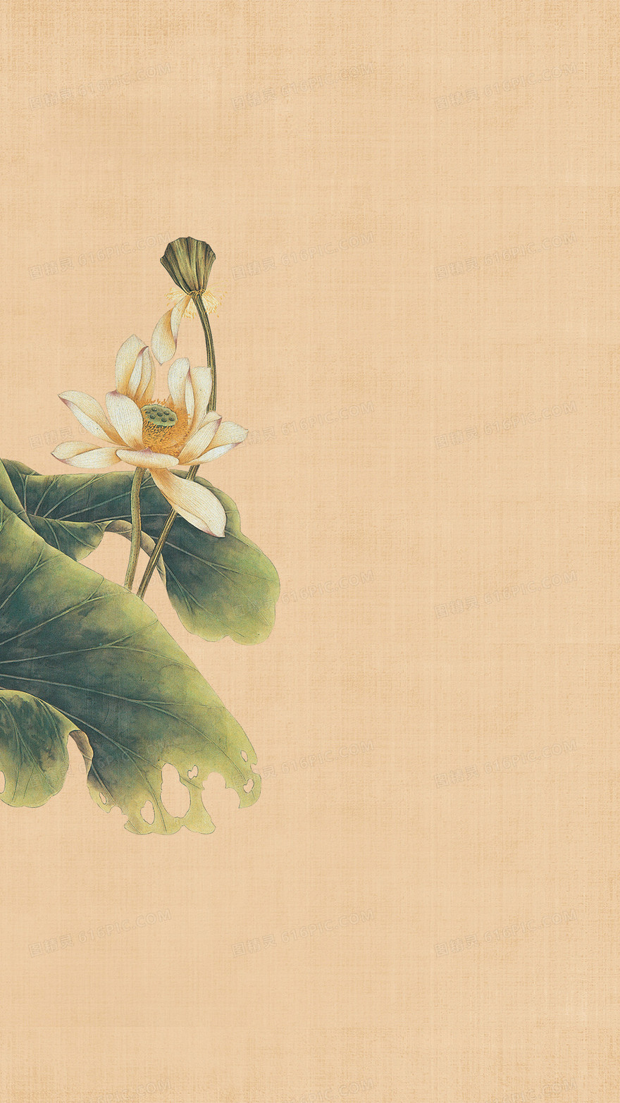 中国风荷花工笔画H5背景素材