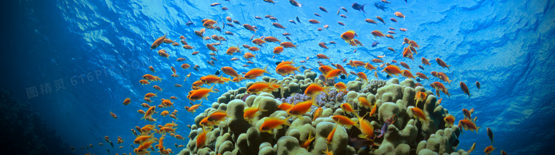 海底世界炫彩拍摄高清壁纸