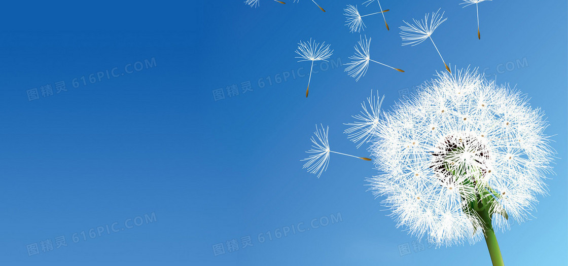 蒲公英背景