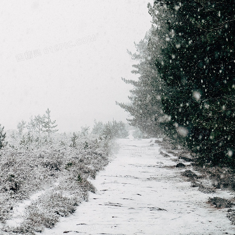 雪中树林背景