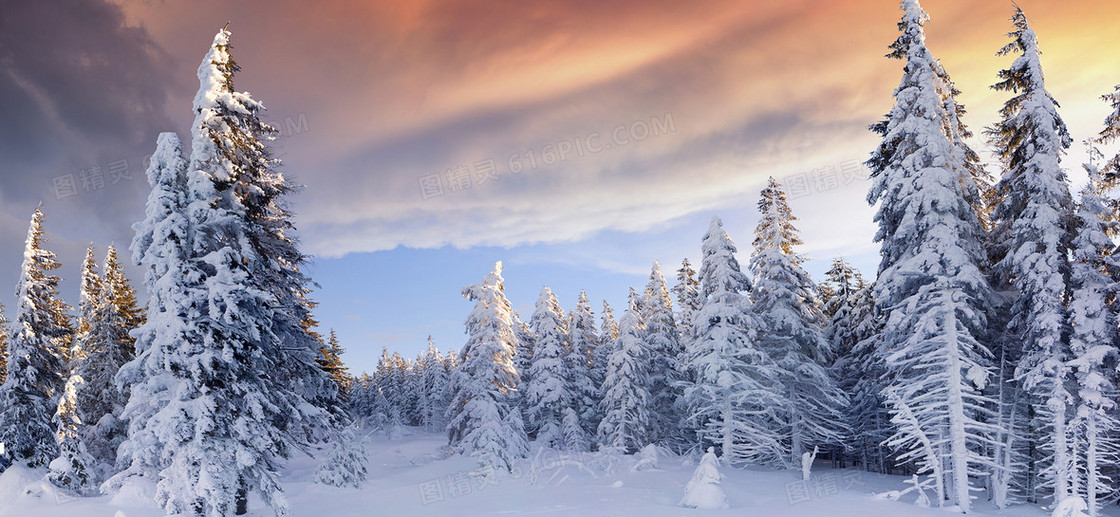 松柏雪景