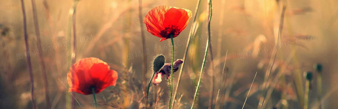 唯美花瓣banner背景