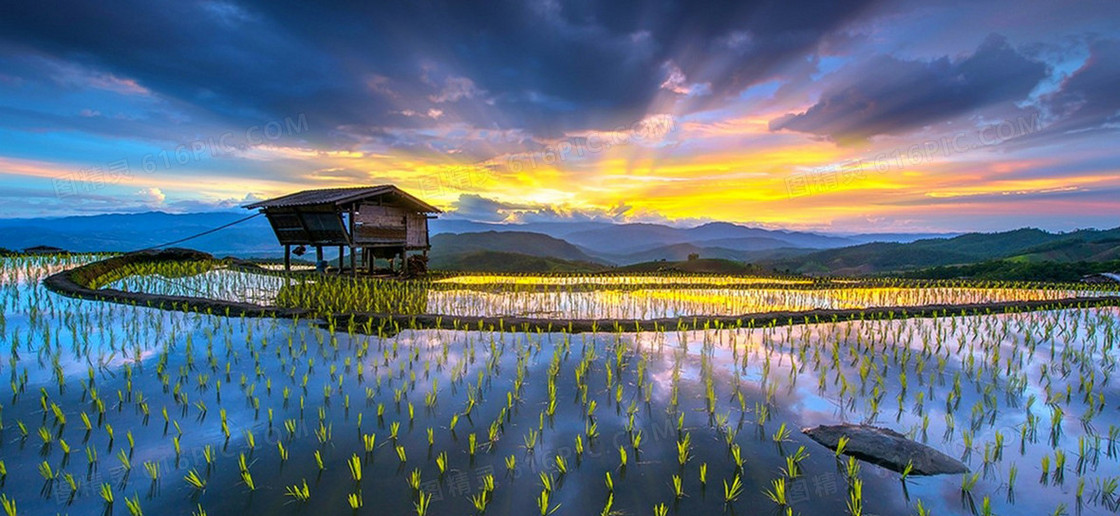 唯美夕阳水稻海报背景