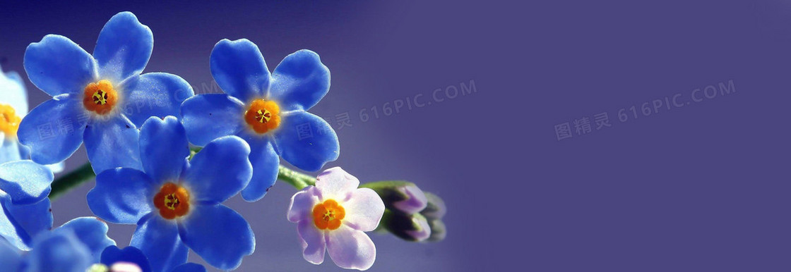 唯美花瓣banner背景