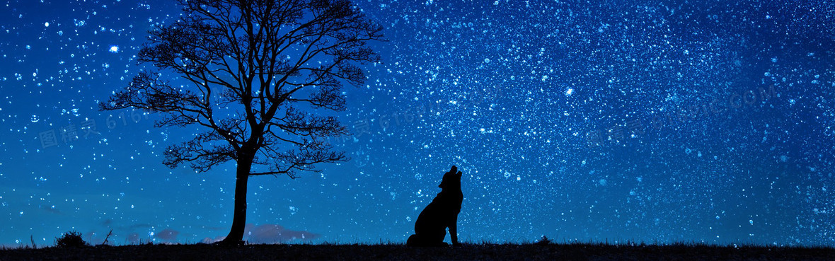 剪影狼仰望繁星背景