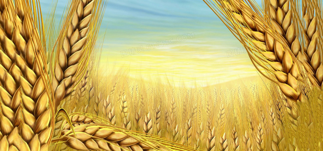 金黄色的稻田背景
