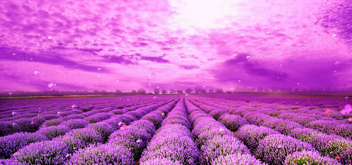 薰衣草田背景