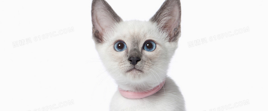 猫咪背景