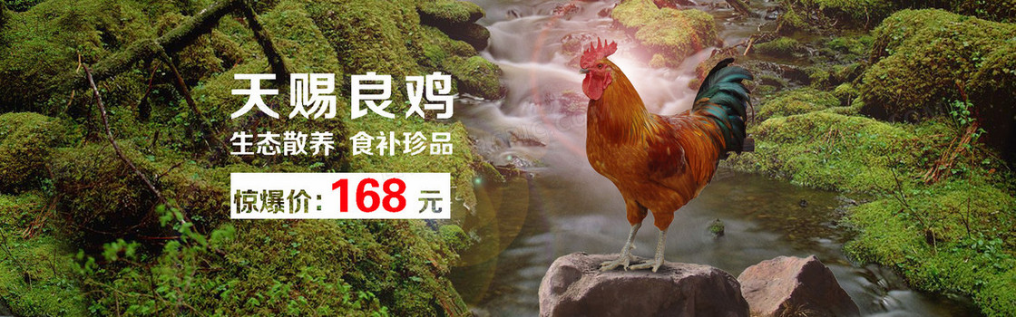 土公鸡