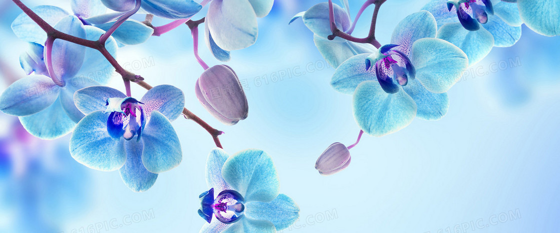 鲜花背景