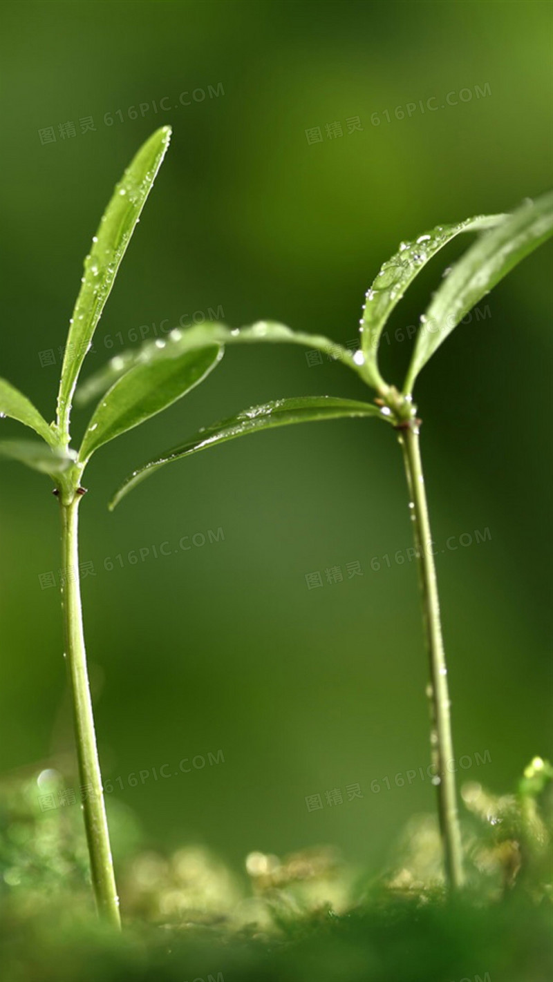 植物绿色小草h5背景