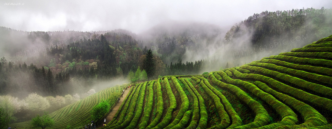 绿色茶田背景