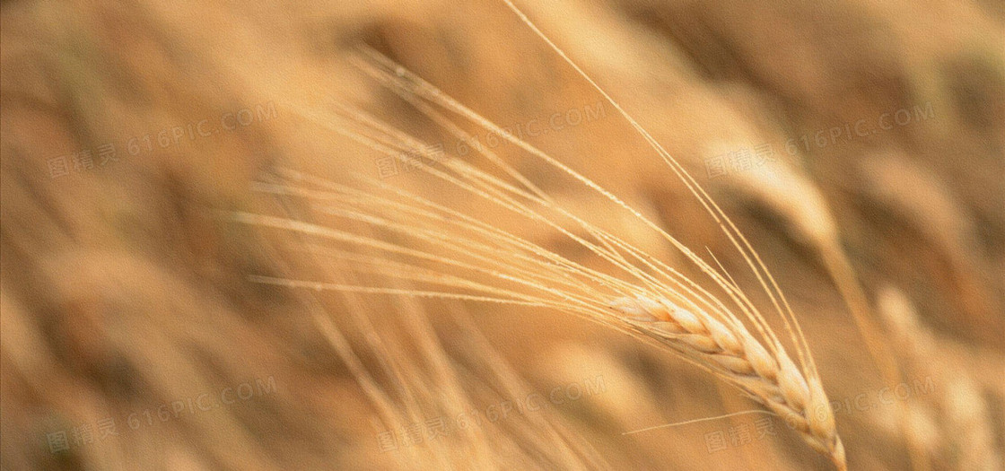 麦穗