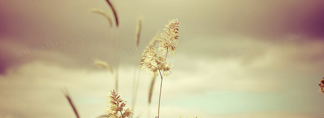 秋季芦花唯美背景banner