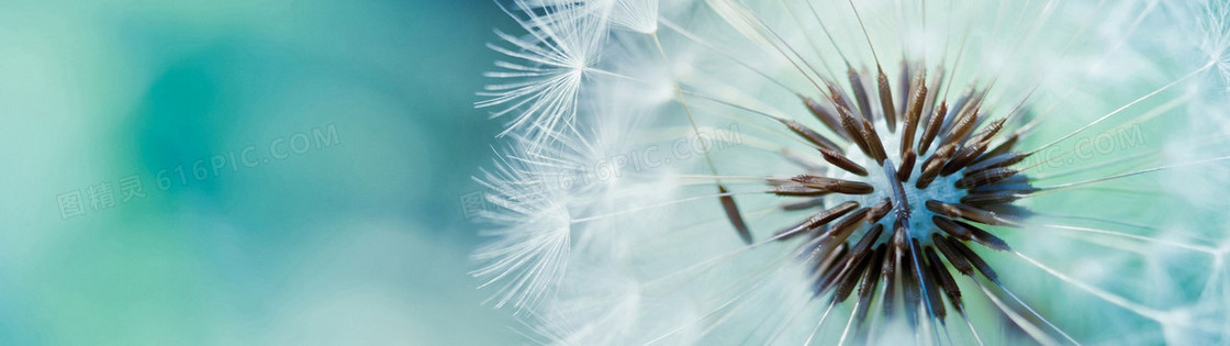 唯美蒲公英淘宝女装个性banner