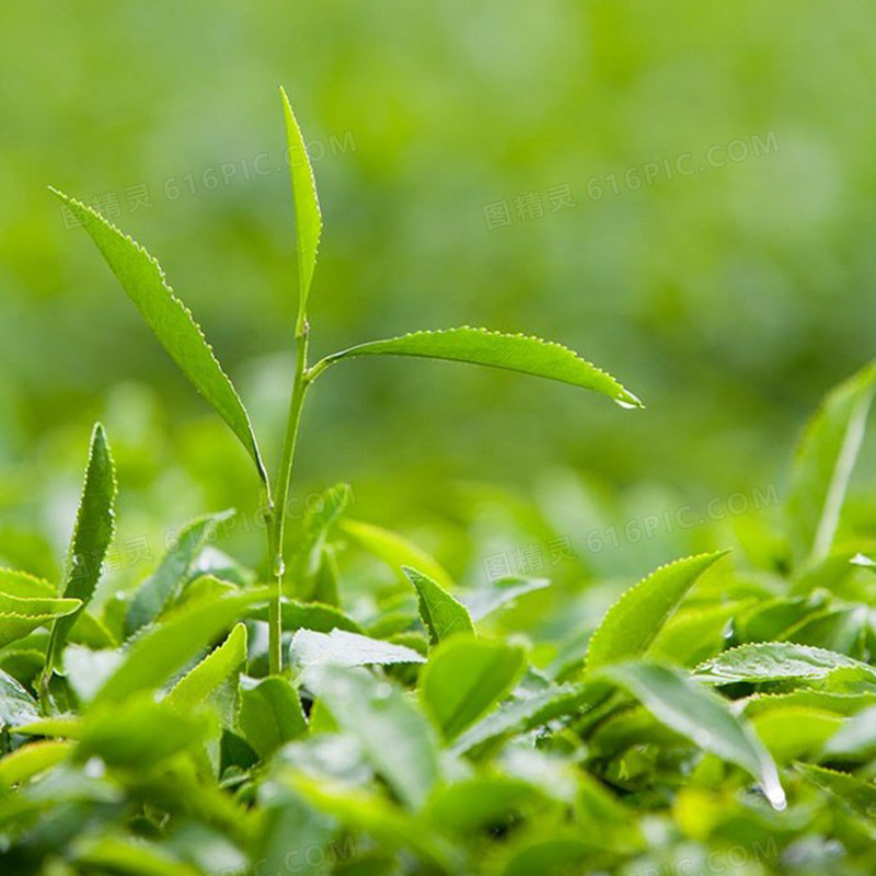 嫩绿植物背景