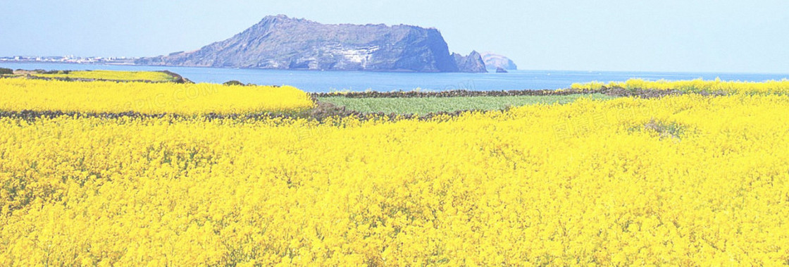 油菜花背景