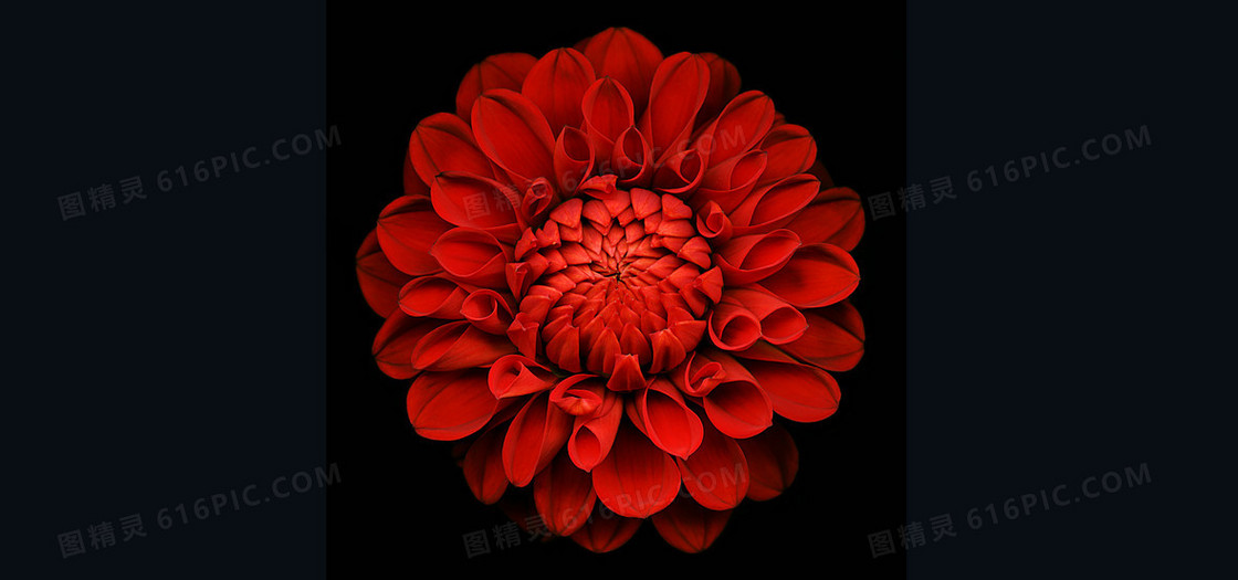 玫瑰花瓣背景