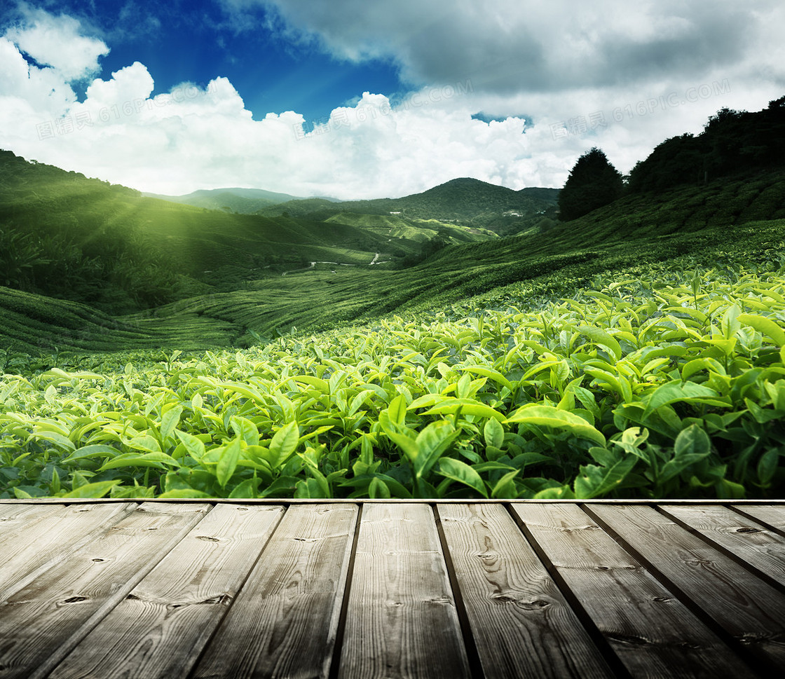 唯美的茶叶种植园背景素材