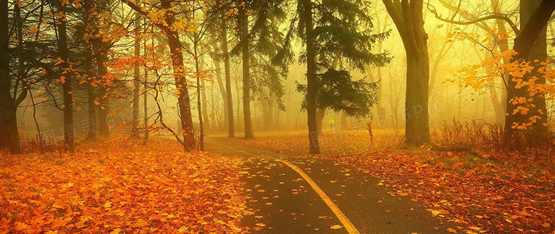 秋季树林落叶详情页海报背景
