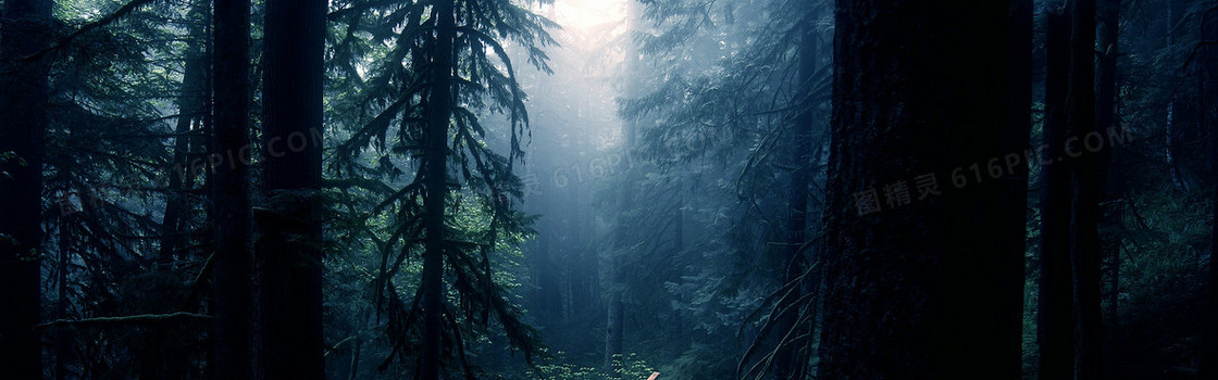 森林大树背景