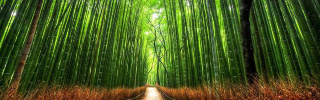 清新大气唯美竹林淘宝海报背景